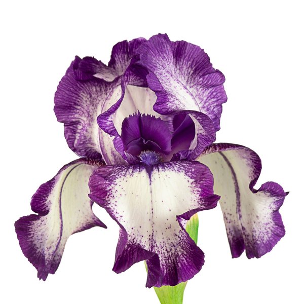 Scopri il ruolo del specialista in illuminazione per il tuo stile